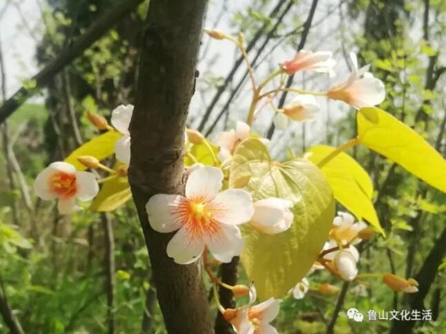 /upload/article/2017/04/20/58ed4b0d-e7a2-489d-a366-2787506fa07f.jpg