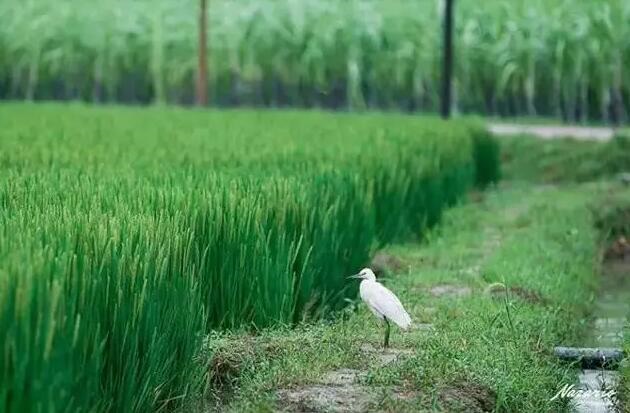 /upload/article/2017/09/05/6cc153ef-9d69-4d6b-ab54-d31082f650cb.jpg
