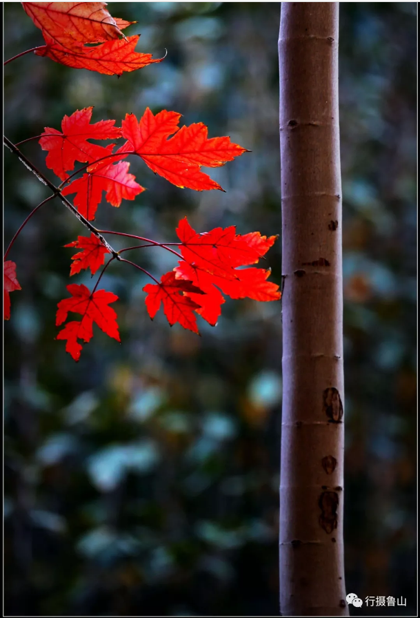 /upload/article/2018/11/12/0e7b69a9-2b59-43e1-b36c-c0c5f4830b17.png