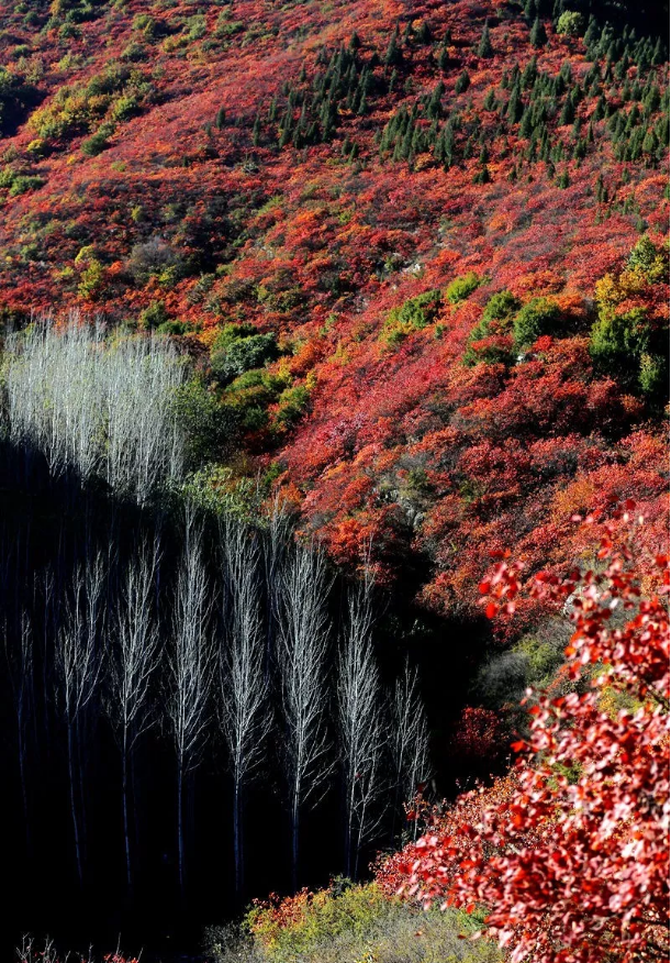 /upload/article/2018/11/12/4e72f244-2e71-416e-813e-3dccef93a349.png