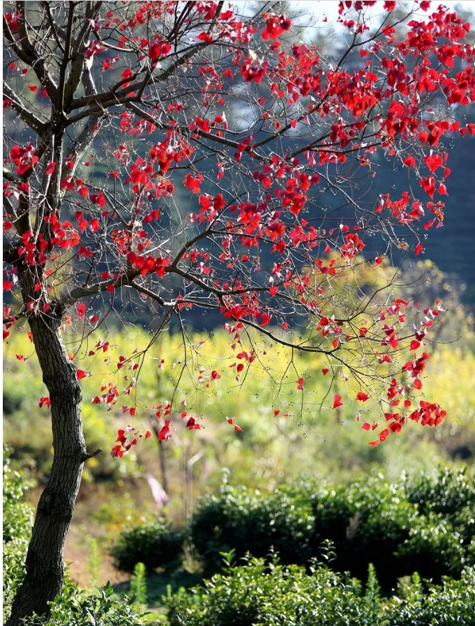 /upload/article/2018/11/12/af60bc1b-55f1-4ec5-9de6-1ff4d3142b47.png
