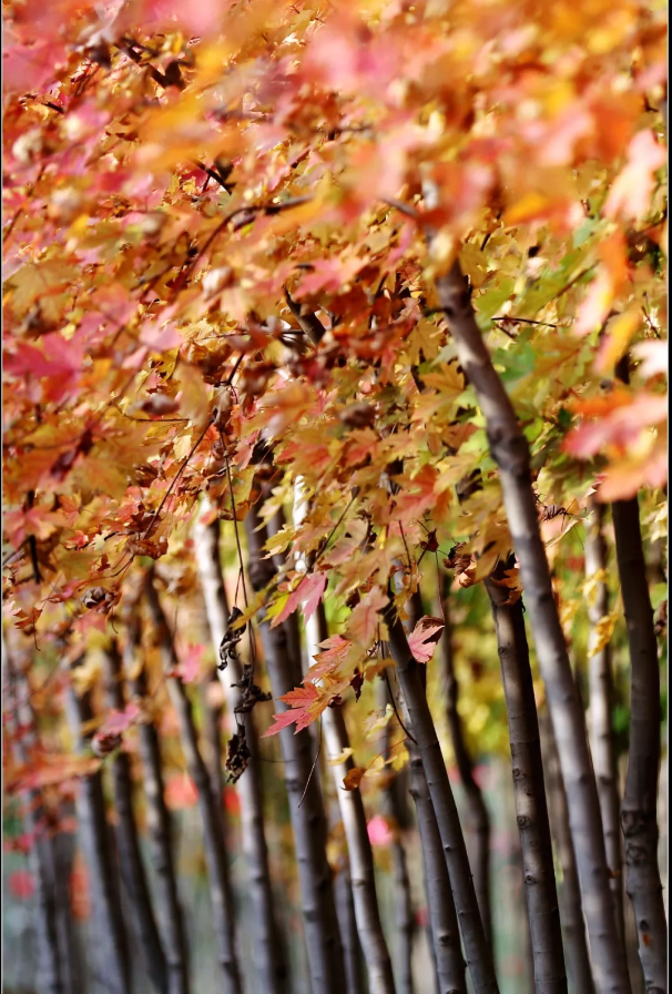 /upload/article/2018/11/12/c8a09535-af08-471c-900f-ab88e06190c4.png