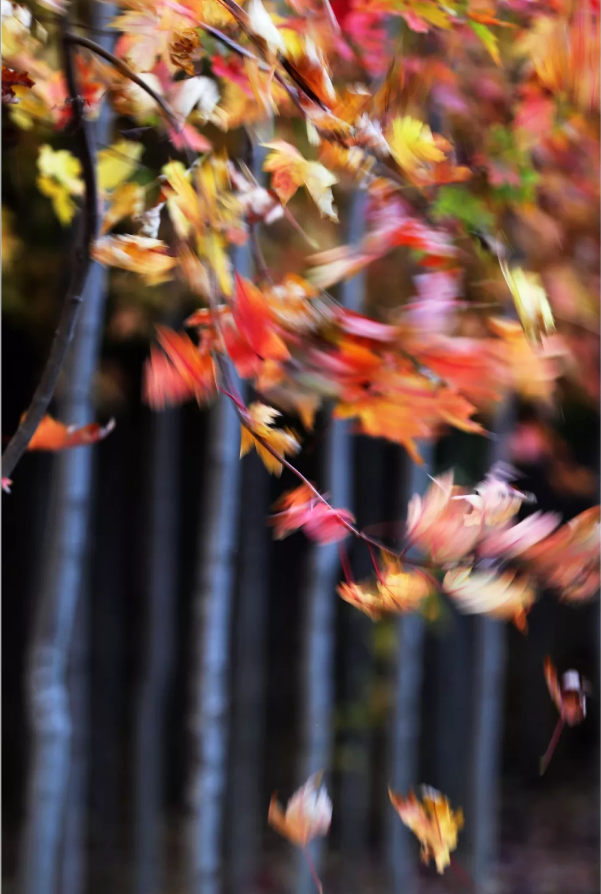 /upload/article/2018/11/12/dce98bd1-3ade-4d1d-987e-743fccf89db9.png