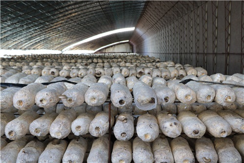 /upload/article/2020/03/16/ce9f8a50-f2e9-4de8-9ac0-0450764b7cc4.jpg /upload/article/2020/03/16/ce9f8a50-f2e9-4de8-9ac0-0450764b7cc4.jpg