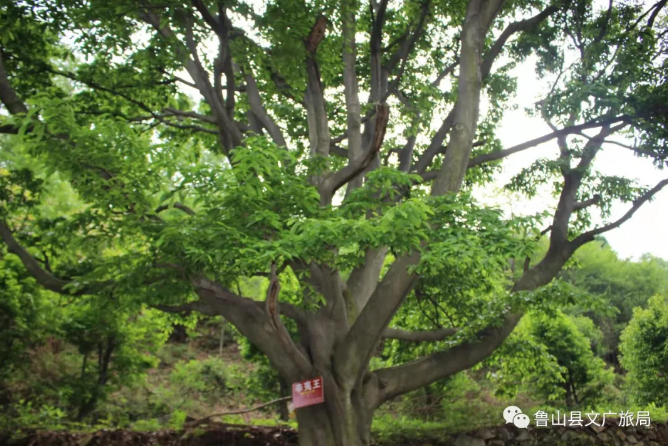 /upload/article/2021/12/15/06ac7d1e-b406-494d-a720-555c3e957087.png /upload/article/2021/12/15/06ac7d1e-b406-494d-a720-555c3e957087.png