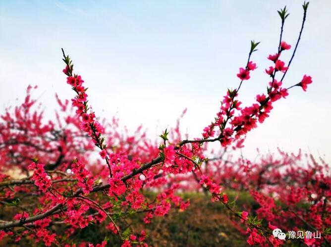 /upload/bbs/2019/04/08/3d4175a9-1d91-4d0a-a807-797a048c6ab4.jpg